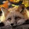 キツネ